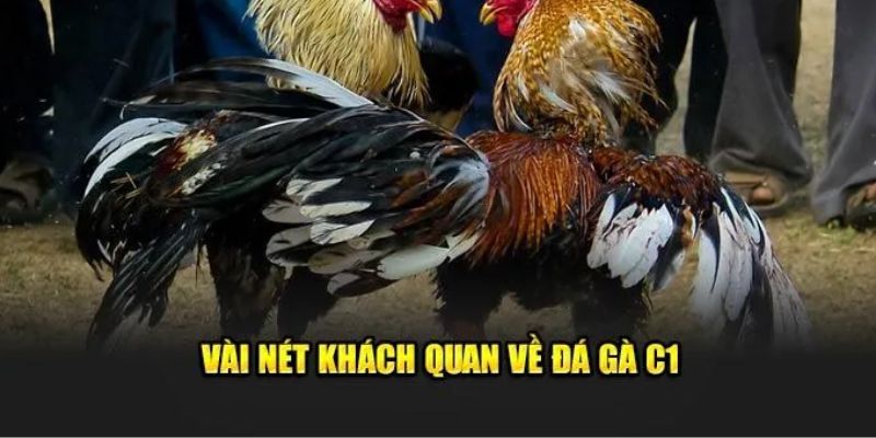 Tìm hiểu thông tin về bộ môn đá gà C1 Hello88 hấp dẫn